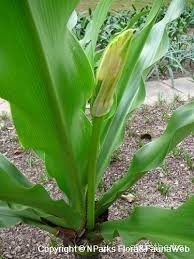 Crinum asiaticum leaf2.jpg